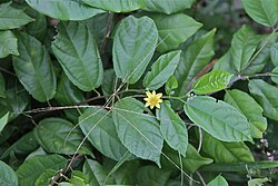 G. brevis