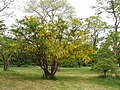 stablo roda Laburnum u Kew Gardensu
