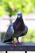 Columba livia