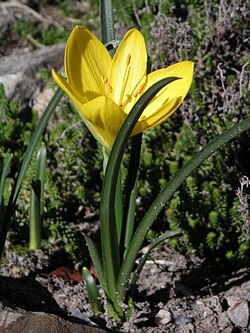S. lutea