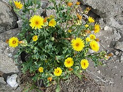 Reichardia picroides