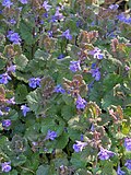 Glechoma hederacea