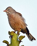 Emberiza buchanani