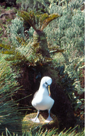 Atlantski žutokljuni albatros (Thalassarche chlororhynchos)