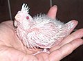 slika 1b. Nymphicus hollandicus (albino-ptić)