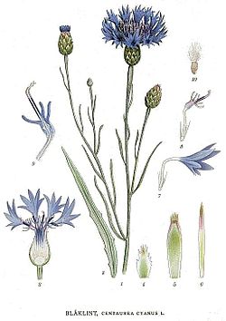 Centaurea cyanus