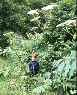 Heracleum mantegazzianum