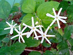 Jasminum grandiflorum