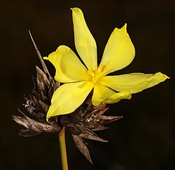 Bobartia macrospatha