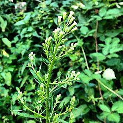 Kanadska hudoljetnica