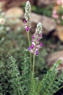 Oxytropis splendens