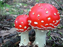 Amanita muscaria (Muhara)