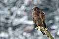 slika 2. Buteo buteo