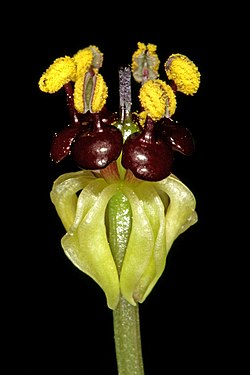 Camptorrhiza strumosa