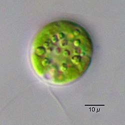 Chlamydomonas globosa