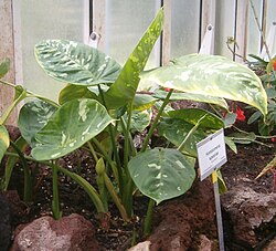 Adelonema speariae (sin. Homalomena speariae)