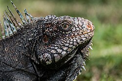 Zelena iguana u zoološkom vrtu Baradidas, Venezuela.