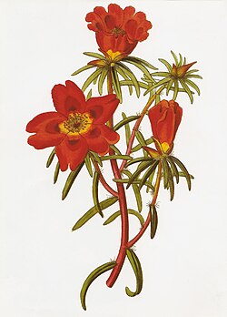 Portulaca thellusonii