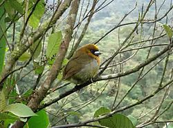 Baryphthengus martii, jedna od dvije vrste u rodu Baryphthengus