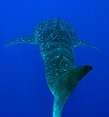 Rhincodon typus