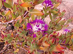 Erepsia pillansii, kensicija