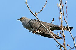 Obična kukavica (Cuculus canorus)