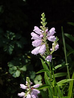 Physostegia virginiana