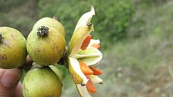 Clusia fructiangusta