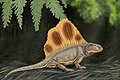 Dimetrodon loomisi