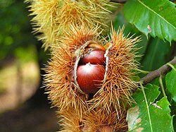 Plodovi pitomog kestena.