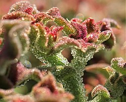 Mesembryanthemum guerichianum