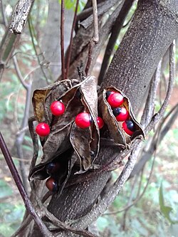 A. precatorius, prenjačica rakovo oko