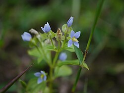 Exacum pedunculatum