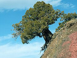 Divlja foja u Antalii, Turska