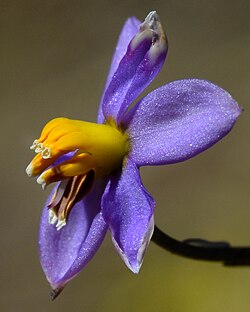 Cyanella hyacinthoides