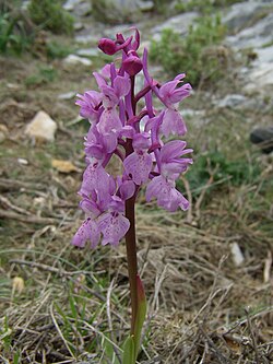 Orchis olbiensis