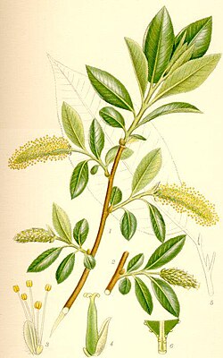 Salix pentandra