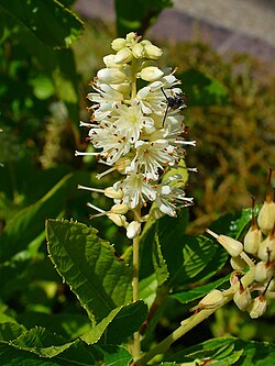 Clethra alnifolia