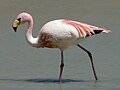 Phoenicopterus jamesi