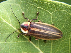 Odrasla krijesnica - Photuris lucicrescens