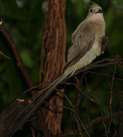 Plavoleđa mišjakinja (Urocolius macrourus)
