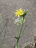 C. juncea