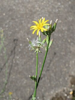 Chondrilla juncea