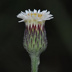 Podocoma hieracifolia