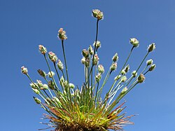 Centrolepis strigosa