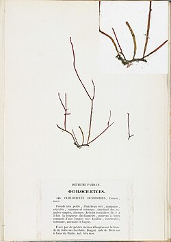Phaeophila dendroides