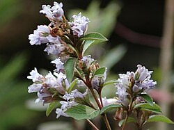 Strobilanths kunthiana