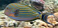Acanthurus lineatus