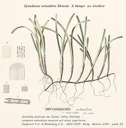 Cymodocea rotundata, ilustracija