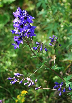 Delphinium flexuosum